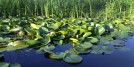 Water lilies, Nature park Obedska bara