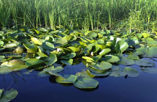 Water lilies, Nature park Obedska bara