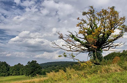 Ravne, National Park Fruška gora