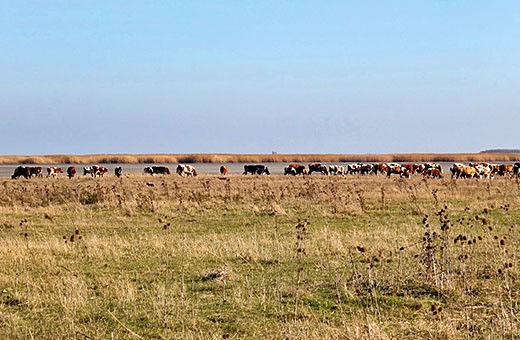 Nature Reserve Slano Kopovo