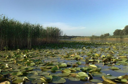 Nature park Obedska bara