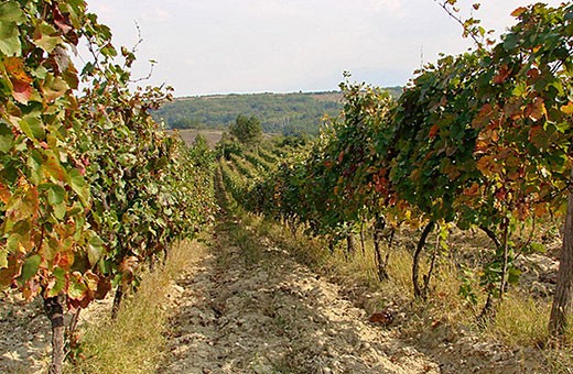 Vineyards - Velika Hoča