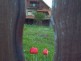 House, Households Pavlović, village Vlakča - Kragujevac