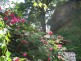 Flowers in the garden, Apartment Popović - Donji Milanovac