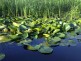 Water lilies, Nature park Obedska bara