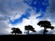 Landscape Zlatibor