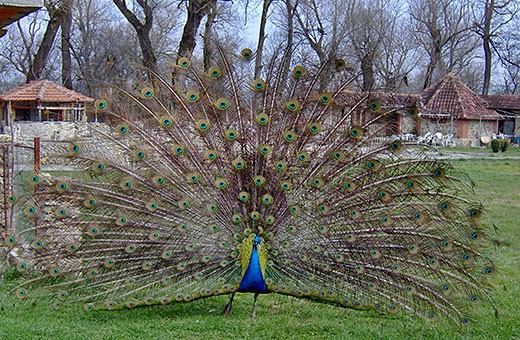 Peacock, Motel Markov Konak - Donja Gušterica