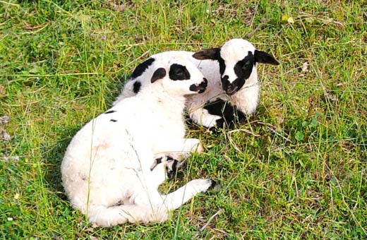 Lambs, Village Tripkova-Zlatibor