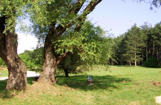 Garden, Apartment Miljković - Sokobanja