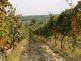 Vineyards - Velika Hoča