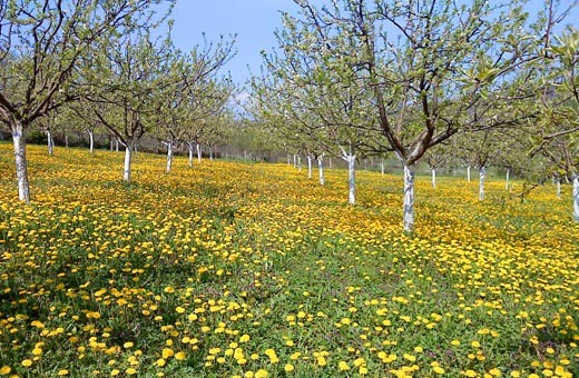 Orchard, Household "Kod Kujića", Village Tripkova-Zlatibor