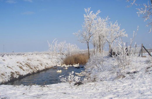 Zimska idila, Brkin salaš - Čenej, Novi Sad
